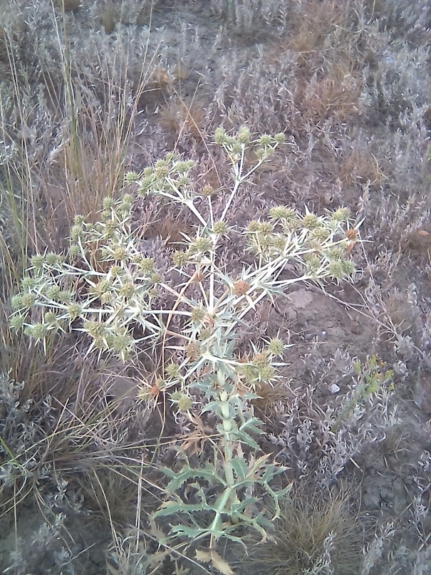 Александр Азаренко Александрович | Санкт-Петербург