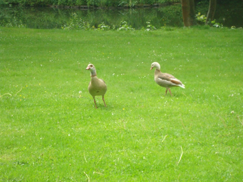 Екатерина Шубина | Hamm