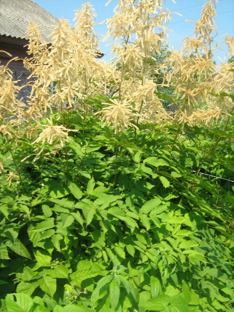 Мария Куприянова | Череповец