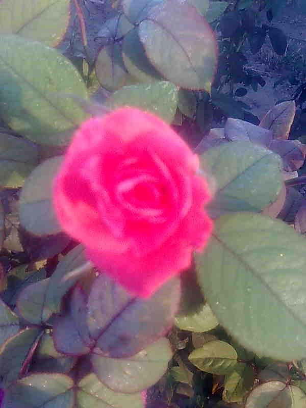 Юлия Хорошко | Орехов