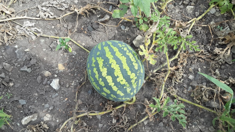 Ольга Носова | Саратов