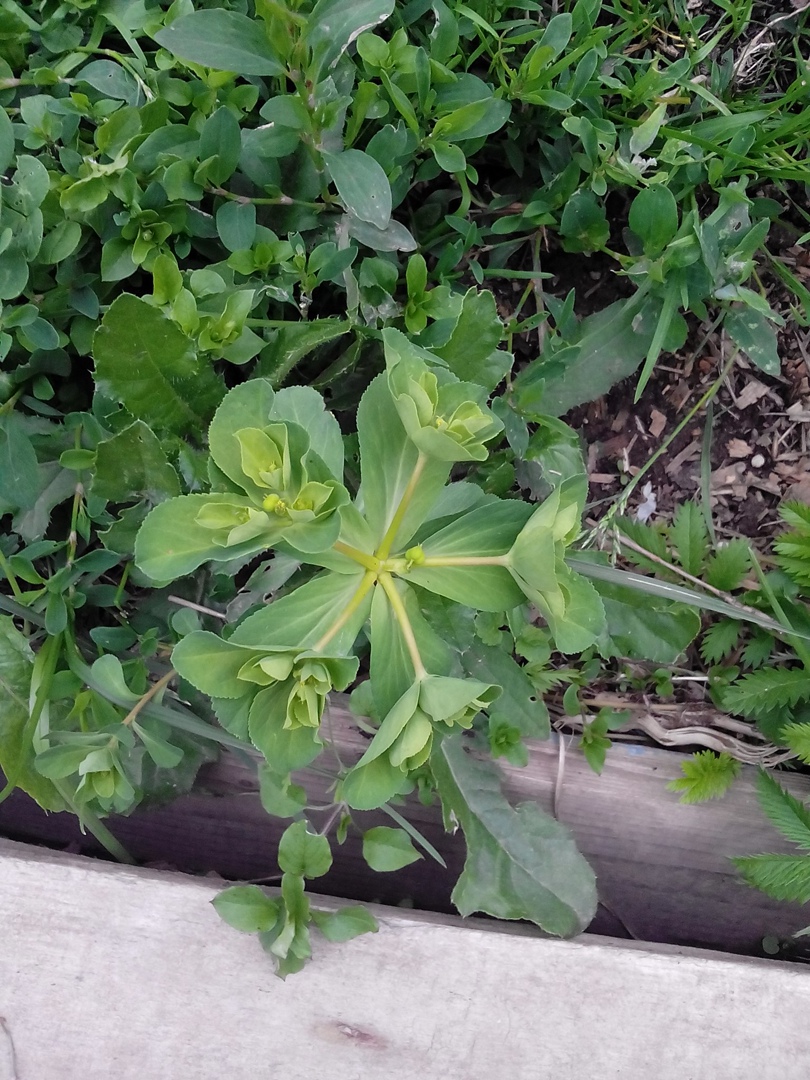 Светлана Акопян | Москва