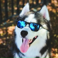 Артем Шибанов |