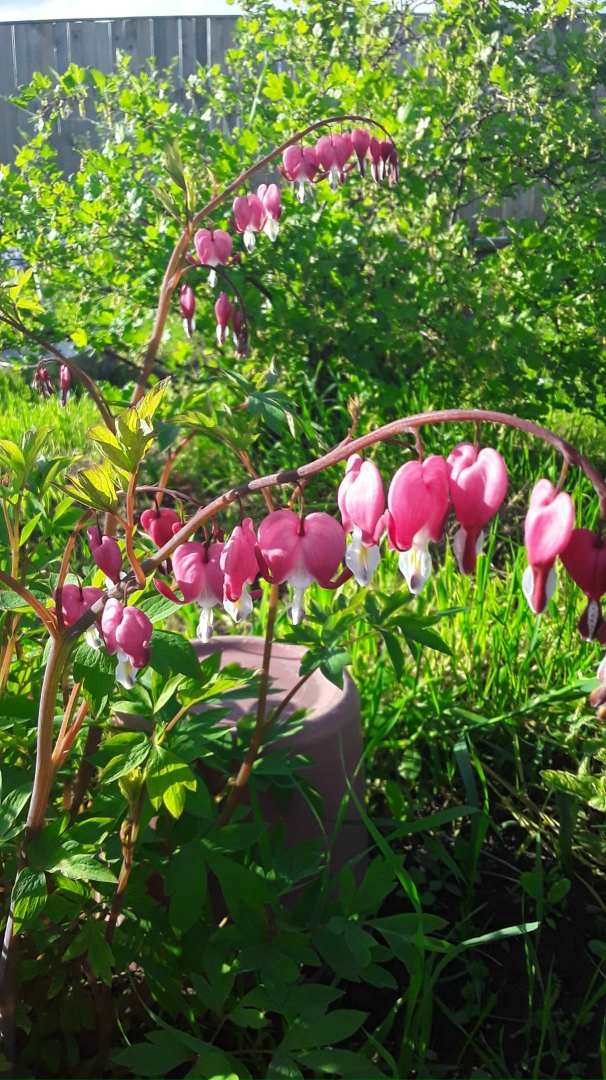 Ирина Голованова |