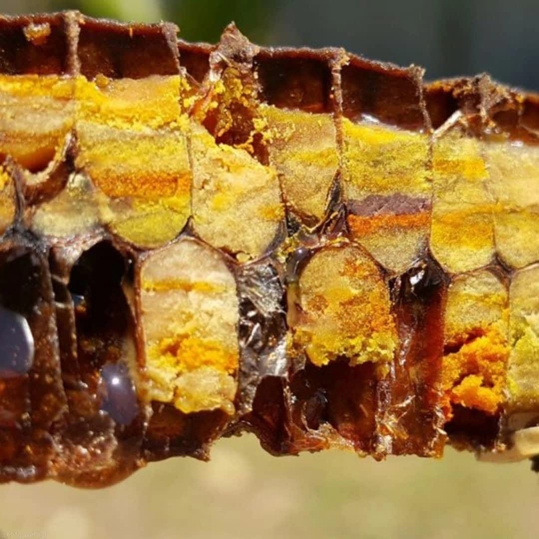 Пчелиная пыльца перга прополис