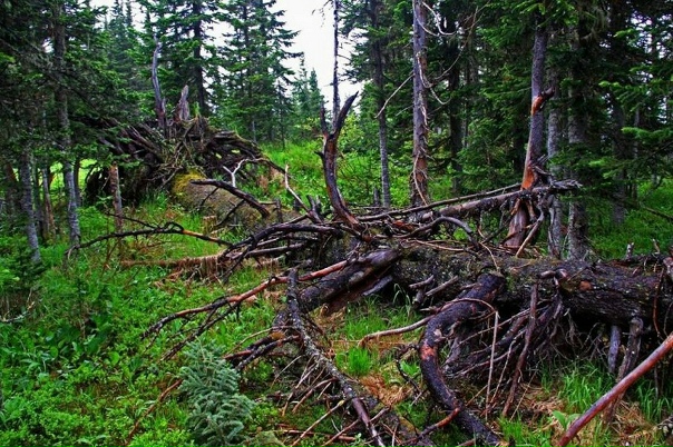 Может быть интересно! С 1 января 2019 года гражданам ра