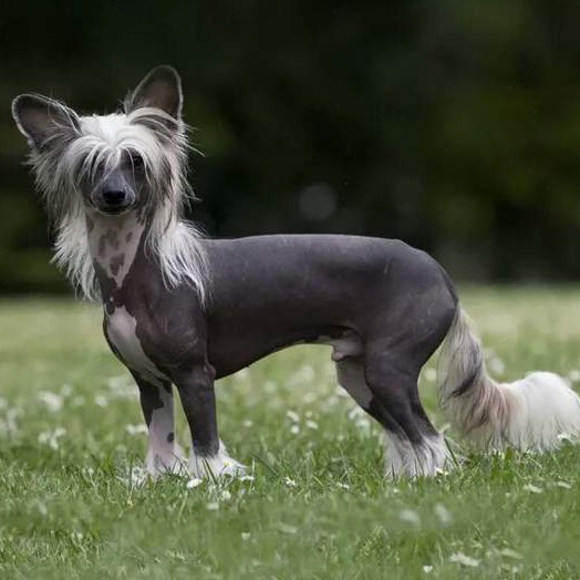 Породы собак хохлатая фото Породы собак хохлатая фото