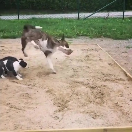 Freestylo Doggy · coub, коуб