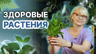 СОХНУТ и ВЯНУТ домашние растения несмотря на уход и полив? Поможет 💧Перекись Водорода!