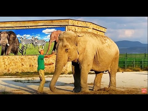 Слониха Джени так мило общается с кипером