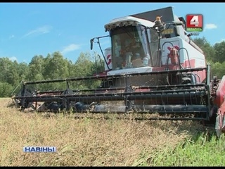 УБОРКА ЗЕРНЕВЫХ (Відэа)