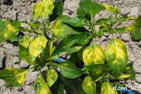 У перцев опадают листья фото. Хлороз листьев рассады перца. Рассада перцев пожелтела. Перец цветет. Желтеют листья у перцев.