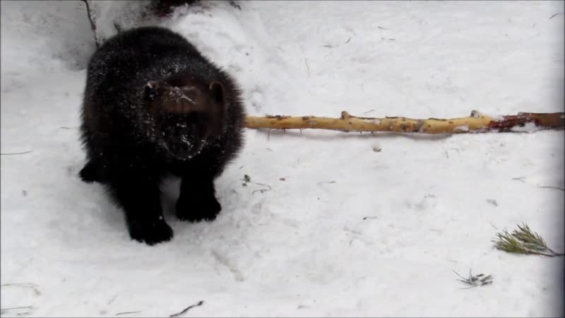 Семейство росомах и
