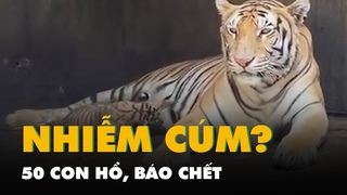 50 con h, bo cht ti hai khu du lch  ng Nai v Long An, nghi do nhim cm A/H5N1