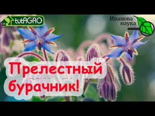 Азбука сидератов. Ч. 9. Бурачник (бораго, огуречная трава) - большая польза растения для участка.