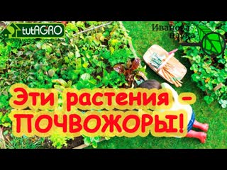 10 РАЗ ПОДУМАЙТЕ, ПРЕЖДЕ ЧЕМ САЖАТЬ ЭТИ РАСТЕНИЯ! Растения-почвожоры сожрут вашу землю!