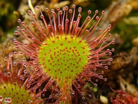 Растение нас. Растение нас. Растение нас что это. Растение нас. Как выглядит растение нас.