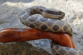Wood Carved Massasauga Walking Cane #54